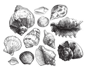 Sea shells sketch set. Black doodle seashell silhouetes isolated on white background. Vector ocean life hand drawn illustration
