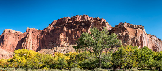 Autumn leaves Fruita in Capitol Reef National Park, Utah