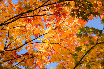 紅葉の秋