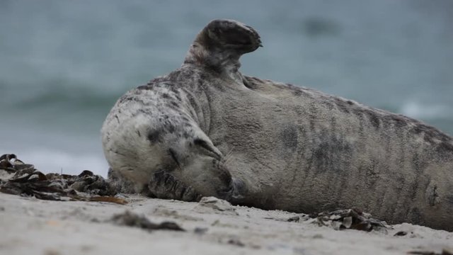 grey seal, halichoerus grypus, Helgoland
