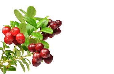 Branches of lingonberry with ripe juicy red berries. Isolated on white background. Copy space
