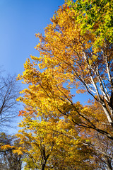紅葉の秋