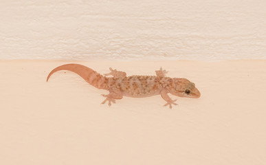 Small lizard in a house in Greece