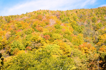 紅葉の秋