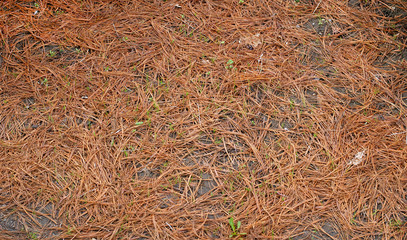 Mulching is a large part of gardening