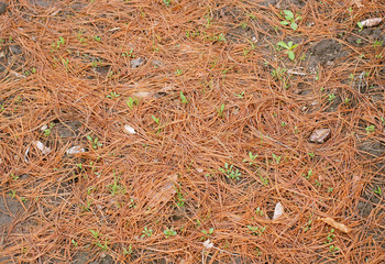 Mulching is a large part of gardening