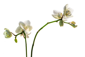 Naklejka na ściany i meble beautiful orchid flowers, white phalaenopsis isolated against a white background