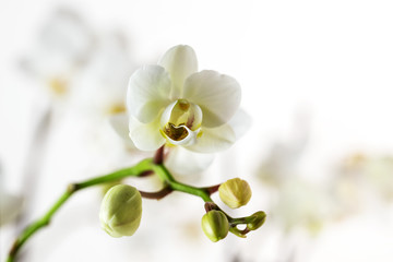 White orchid flower (phalaenopsis) against a blurry light background with copy space, close up