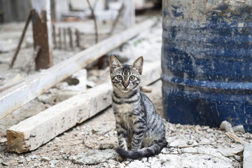 Young striped stray cat sitting in a dirty construction side in Beirut, Lebanon