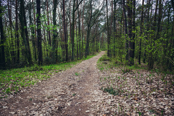 Kampinos Forest near Warsaw in Poland
