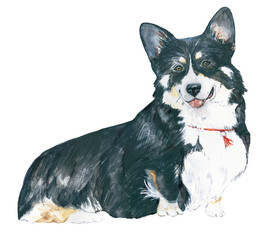 Black dog. Breed Welsh Corgi