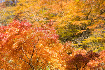 紅葉の秋