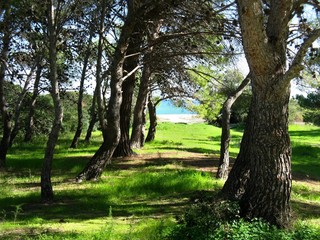 Bäume bei Cala Sinzias 2