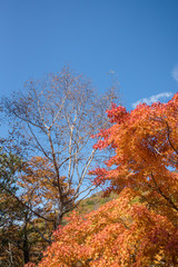 紅葉の秋