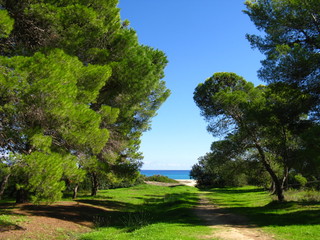 Bäume bei Cala Sinzias 3