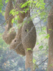 Group of Nests of Baya Weaver sparrow Bird hanging high on tree in natural habitat