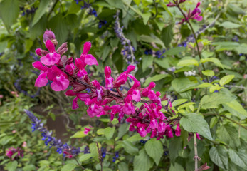 Roseleaf sage (Salvia involucrata)