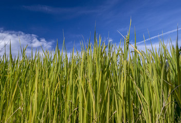 Merano’s Gardens of Trauttmansdorff Castle