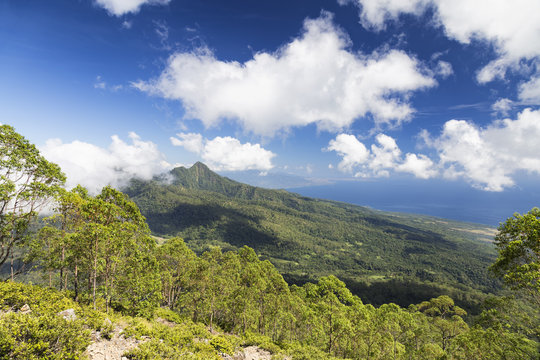 The Tree line on the hike down Mount Egon on the Indonesian Island of East Nusa Tenggara.