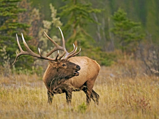 Elk Bull with large Antlers in meadow, calling, Jasper National Park, Canada