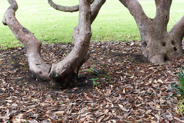 Twisted gnarled tree trunks in a bed of dried leaves