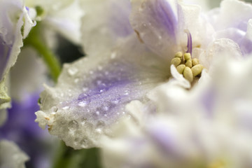 water drops on flowers