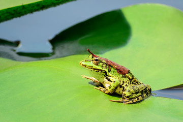 A frog with a leaf on its back sits on a leaf of a water lily on a lake in the middle of a forest on a warm, sunny summer day