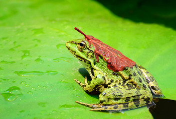 A frog with a red leaf on its back sits on a leaf of a water lily on a lake in the middle of a forest on a warm, sunny summer day I