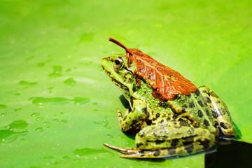 A frog with a orange leaf on its back sits on a leaf of a water lily on a lake in the middle of a forest on a warm, sunny summer day III