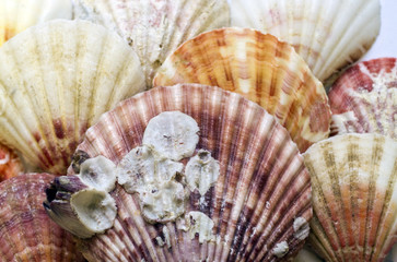 sea shells