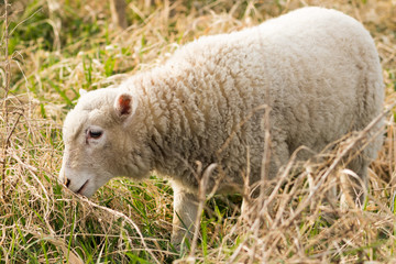 Naklejka premium Schafe