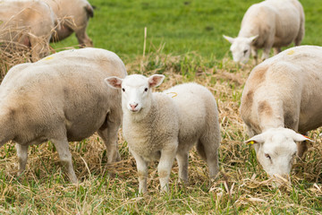 Moorschnucken Photos Royalty Free Images Graphics Vectors Videos Adobe Stock