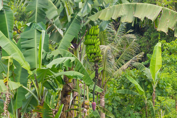 Banana tree with bunch of growing bananas in jungle of Bali, Indonesia