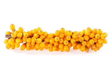 Sea-buckthorn on a white background
