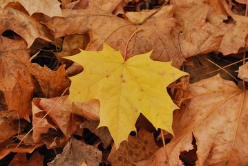 fallen leaf