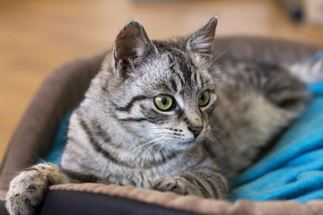 gray, pre-cat, very nice lying on a bed with blue blanket