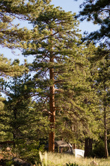 Fototapeta premium Ponderosa Pine Tree Golden Hour