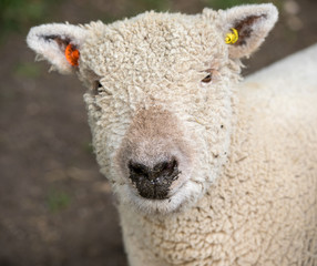 Lamb
