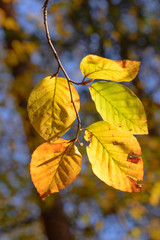 Obraz premium Beech Leaves changing color in the Autumn Sunshine