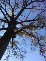 Albero
