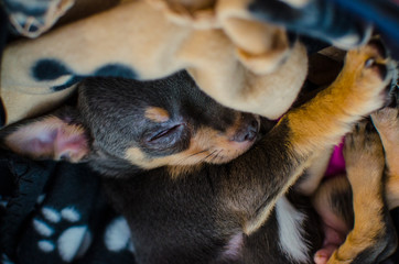 Sleeping puppy chihuahua