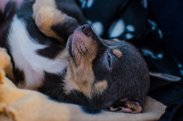 Sleeping puppy chihuahua