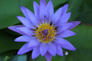 Lotusblüte lila