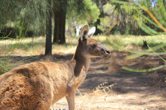 「Australisches」の写真素材 | 228件の無料イラスト画像 | Adobe Stock