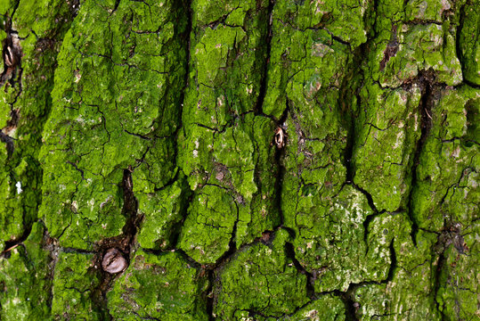 Green moss covers an oak tree's bark.