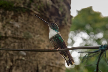 Kolibries in Kolumbien auf Ast in Salanto