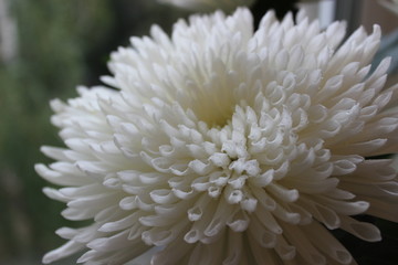white flower