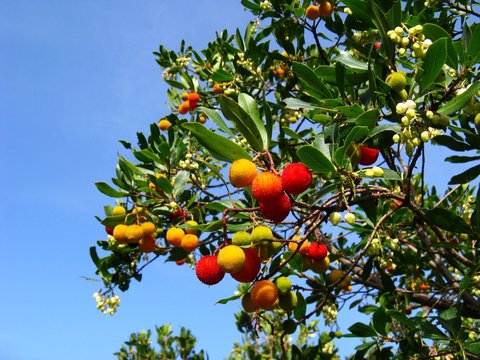 Erdbeerbaum auf Sardinien