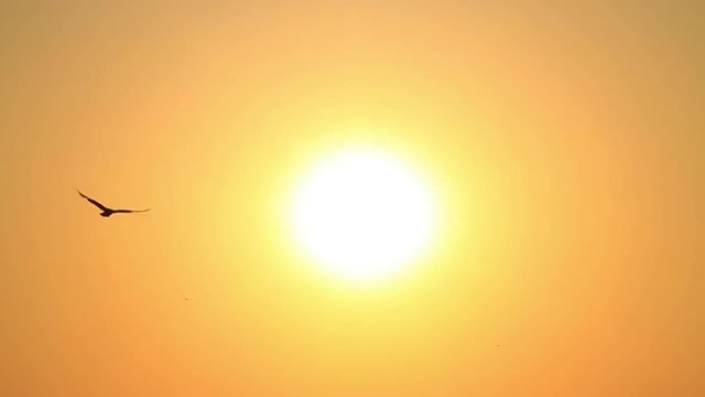 Seagull flies into the sky towards the sun. Sunset and flying birds. Slow motion. 720