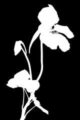 nasturtium silhouette with bloom and bud on black